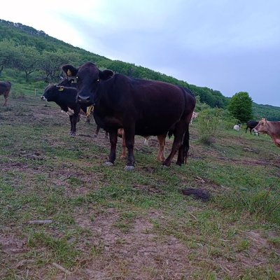 Milch Kühe 