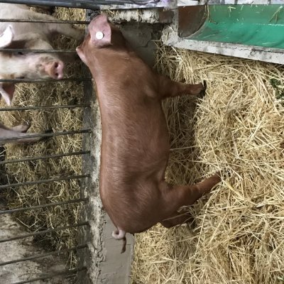 Verkaufe Duroc Sauferkel