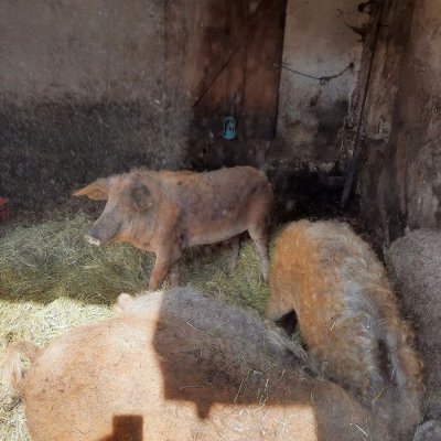 Mangalica Wollschweine