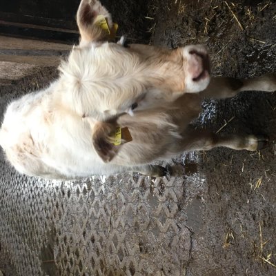 Bio Bullenkalb