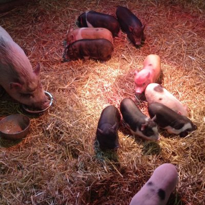 Minischweine Ferkel