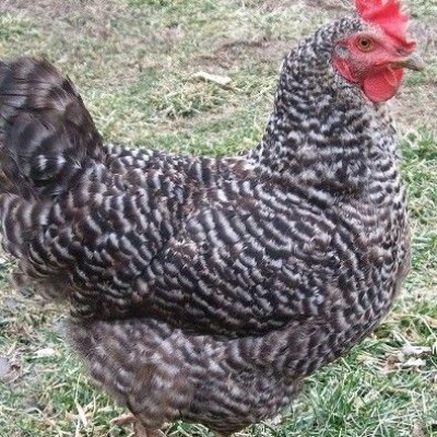 Schutz-Geimpfte & Entwurmte, Blau Sperber, Königsberger, Sussex, Italiener, Rhodeländer Rassegeflügel Hühner Nachzüchtungen zu Verkaufen
