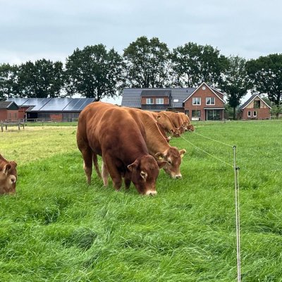 Limousin Deckbulle Herdbuch