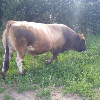 Herde bio zertifiziert ab 1.1.2024  - Bild 12