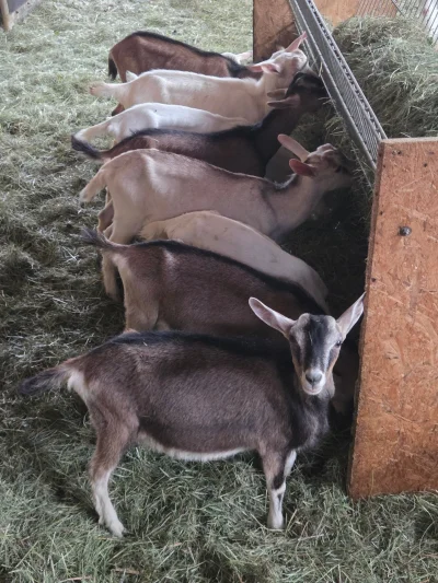 BIO Jungziegen / Ziegen