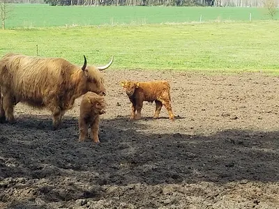 Highland Cattle Absetzer - Bild 5