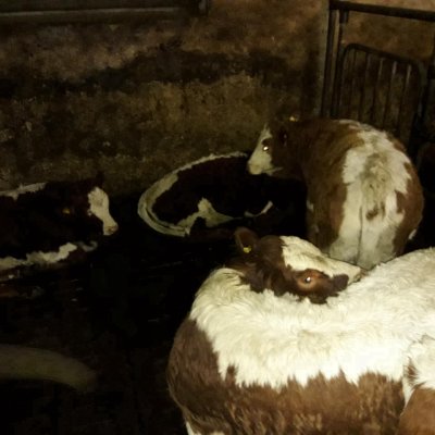 Absetzer weibl., Fresser, Kalbinnen, Fleckvieh Fleisch x Pinzgauer Fleisch gen. hornlos