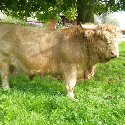Schlachttiere gesucht