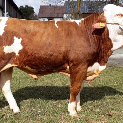 3 schöne Fleckvieh Jungbullen für Natursprung zu verkaufen!