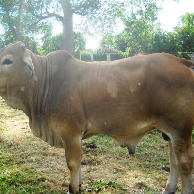 Brahman Jungbulle
