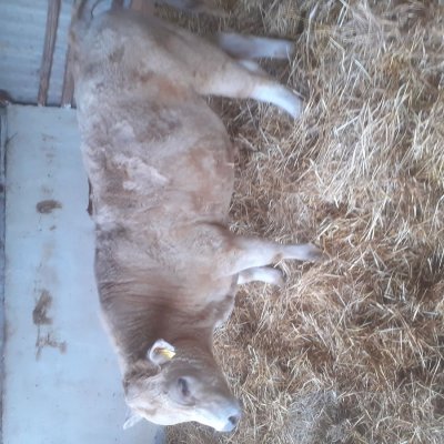 Charolais angus  kreuzung  