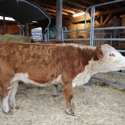 Verkaufe zwei Hereford Färsen