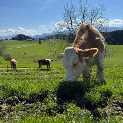 Suche Bio- Absetzer / Fresser / Kälber