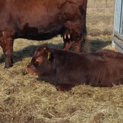4 Bullenabsetzer Rotes Höhenvieh 