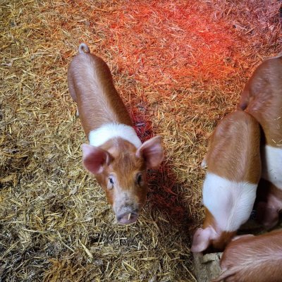 Ferkel Mix rote Husumer  mal Black Duroc 