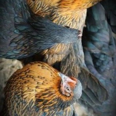 Araucana, Marans, Grünleger Hühner Junghühner zu verkaufen