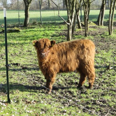 Highland-Färse, 6 Monate alt abzugeben