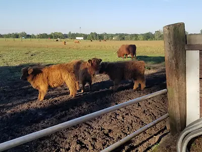 Highland Cattle Absetzer - Bild 4