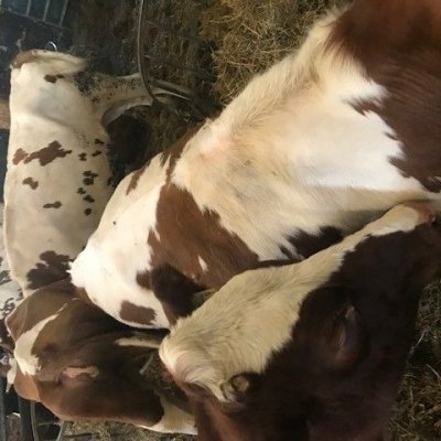 Holstein Rotbunte