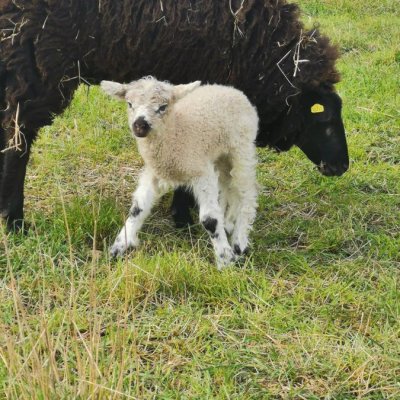 Teeswater x Wensleydale, Teeswater x Pommern Zibbenlämmer 