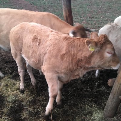 Verkaufe  2 Bio Kälber 