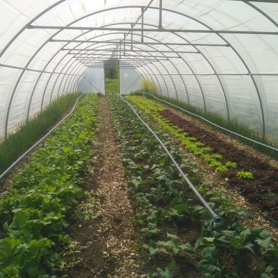 NEUWARE Casado Folientunnel Gewächshaus 24m x 6 m Wandertunnel + extra Verstrebungen und Zubehör