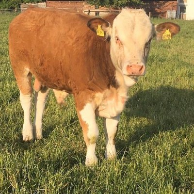 Fleckvieh Bulle, Absetzer, Fleckvieh Fleisch 
