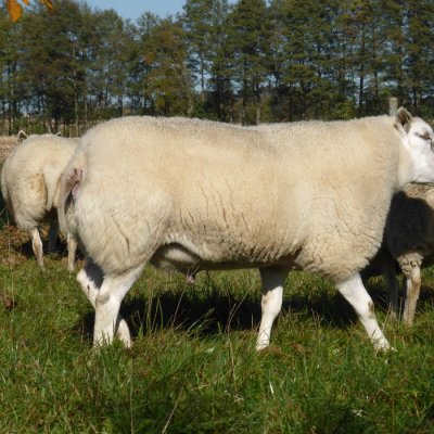 Schafe reinrassige Swifter