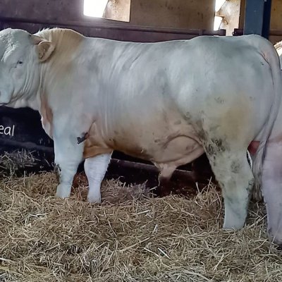 Charolais Herdbuch Deckbullen