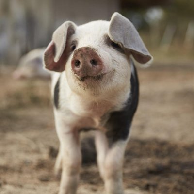 Echte robuste Bentheimer Schweine Freilandhaltung