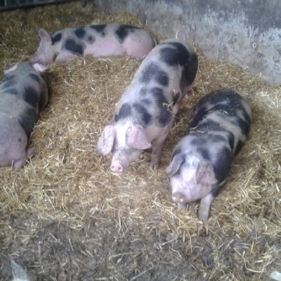 Bentheimer Schweine