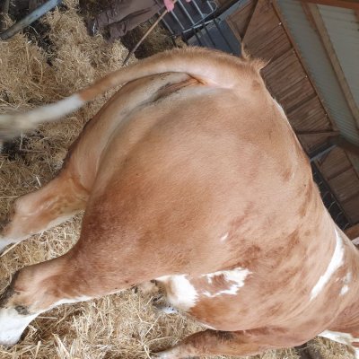 FLECKVIEH BULLE HORNLOS von 2019