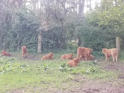Highland Cattle Absetzer - Bild 3