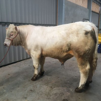 Genetisch hornloser Charolais Deckbulle Zuchtbulle