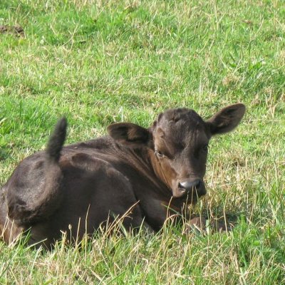 Wagyu Rinder