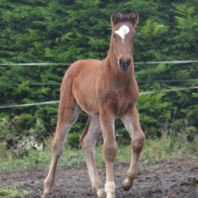 Hengstfohlen von Farian x Quintender + Contender