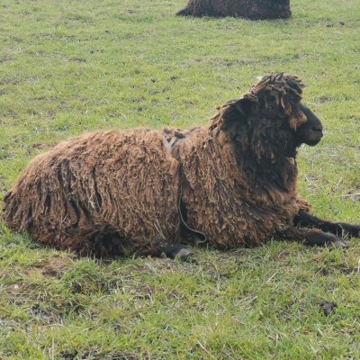 Leicester Longwool x Wensleydale Longwool Bock abzugeben