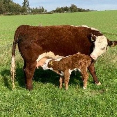 Hereford Rinder erstkalbend