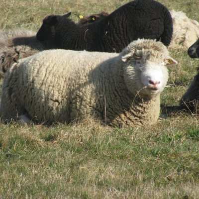 Dorper/Dorset Böcke
