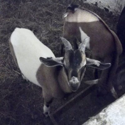 2  Milchziegenböcke