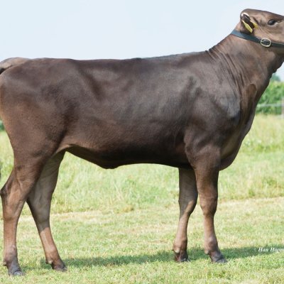 100 % Fullblood Wagyu Jungrinder zu verkaufen
