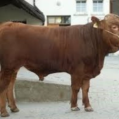 Suche Deutsch-Angus Jungbullen Bio