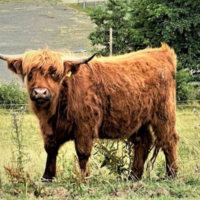 Highland Cattle weibl. Färse, Bio, geb. 02.10.2021