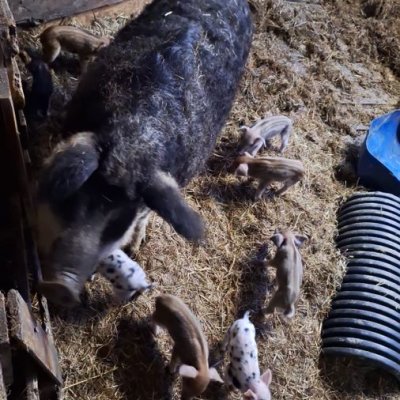Bunte Bentheimer Landschweine Ferkel Läufer Wollschweine 