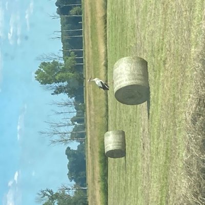 Heu rundballen 1,30 m trocken gelagert, kein Unkraut kein Regen , keine Gülle, wird aufgeladen in Gladau 