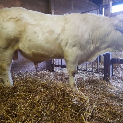 Homozygoter herdbuchfähiger Jungbulle zu verkaufen