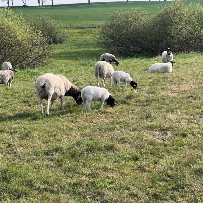 Dorper, Herdbuch, Maedi Frei und Bio, Beste Genetik, viele G1 Tiere. Ganze Herde ca 150 Stück abzugeben