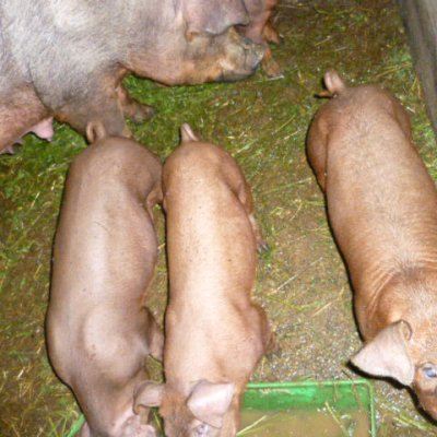 Duroceberferkel und Durocjungschwein