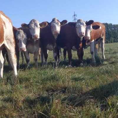 50 tragende FV/Uckermärker Färsen EU Bio Jan.-April kalbend
