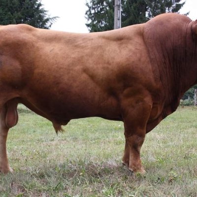 Limousinzucht  Herdbuch Bulle